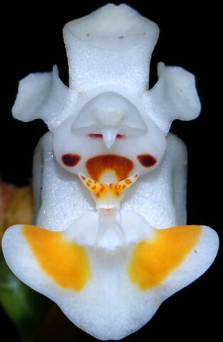 Plik:Phalaenopsis thailandica 'Red Face'.jpg