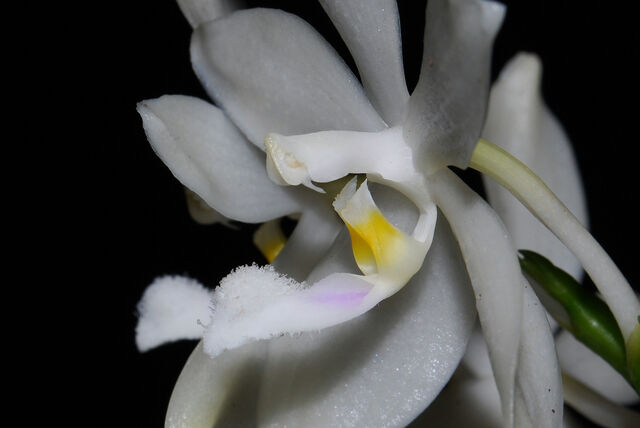 Plik:Phalaenopsis tetraspis budowa.jpg