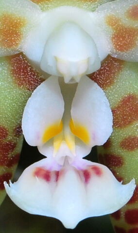 Plik:Phalaenopsis doweryënsis budowa.jpg