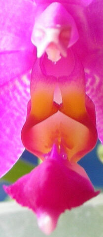 Plik:Phalaenopsis violacea 'Sumatra' budowa.jpg