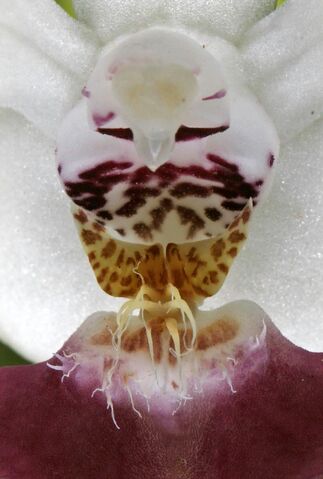 Plik:Phalaenopsis parishii budowa2.jpg