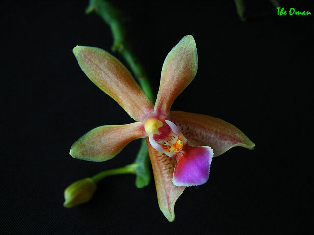 Plik:Phalaenopsis Cornustris.jpg