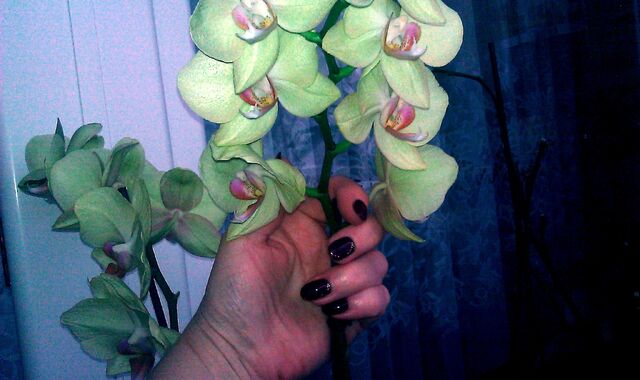 Plik:IMAG0146.jpg
