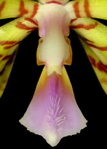 Plik:Phalaenopsis reichenbachiana budowa.jpg