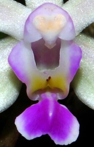 Plik:Phalaenopsis hainanensis budowa.jpg