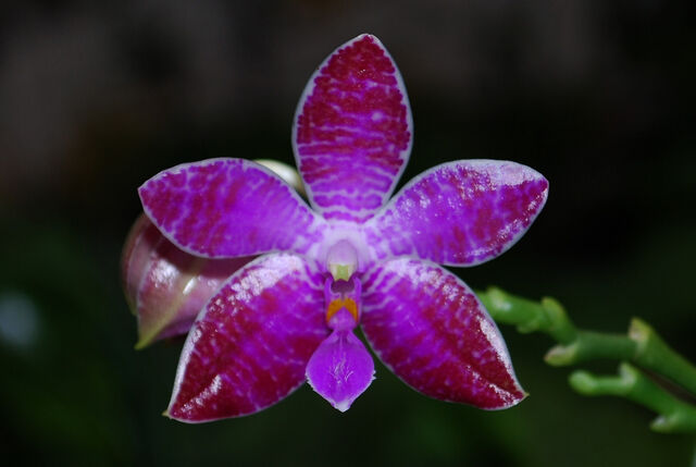 Plik:Phalaenopsis lueddemanniana variant3.jpg