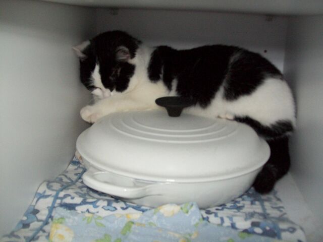 File:Janie's pictures!!!!! 010.jpg