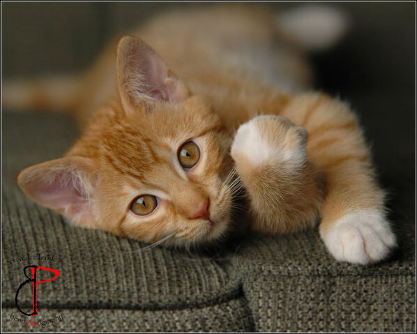 File:Featherpaw pic.jpg