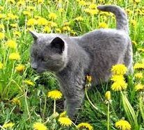Rainpaw pic