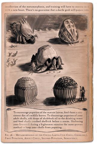 File:Ephemera chullcycle.jpg