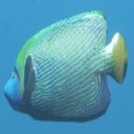 Angelfish.png