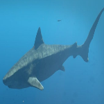 Tigershark.png
