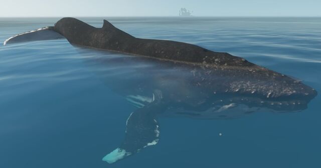 File:Whale.jpg