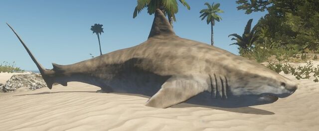 File:Dead tiger shark.jpg