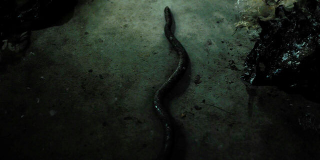 File:ST 1x08 – Snake.jpg