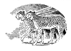 African cats