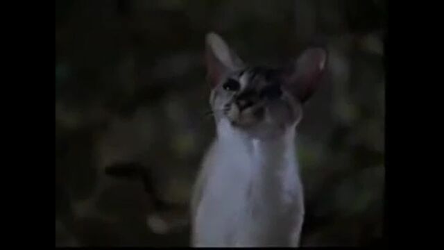 File:Lucky the cat.jpg