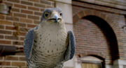 Stuart-little2-disneyscreencaps com-2781