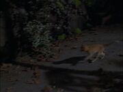 Red going into Central Park