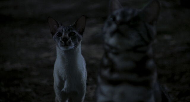 File:Stuart-little-disneyscreencaps com-8319.jpg