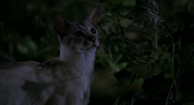 File:Stuart-little-disneyscreencaps com-8666.jpg