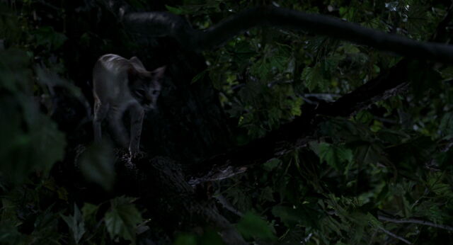 File:Stuart-little-disneyscreencaps com-8624.jpg