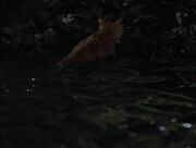 Red after the splash