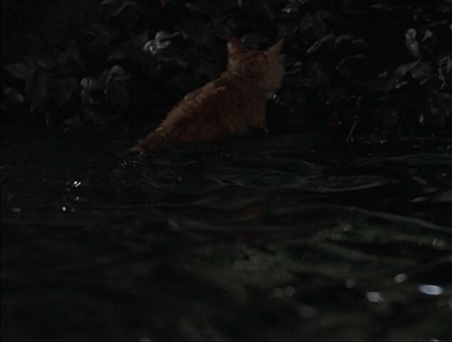 File:Red after the splash.jpg