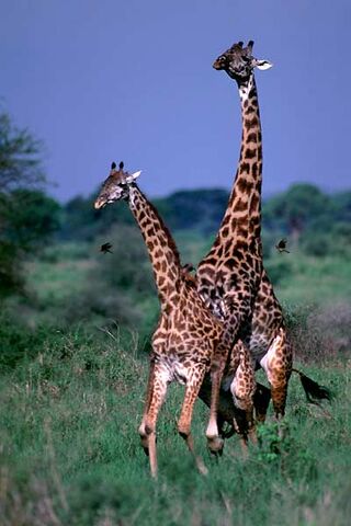 File:Giraffes.jpg