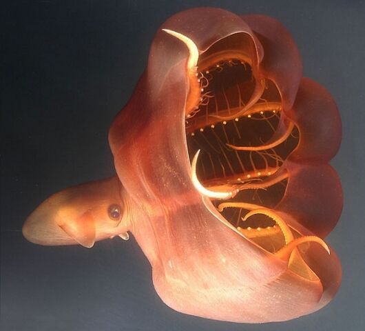 File:Vampire-squid-1.jpg