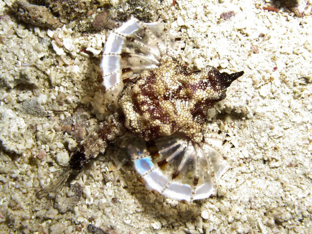 Файл:Dragon-Sea-Moth-Eurypegasus-draconis-Macro-Shot-from-above-680x510.jpg