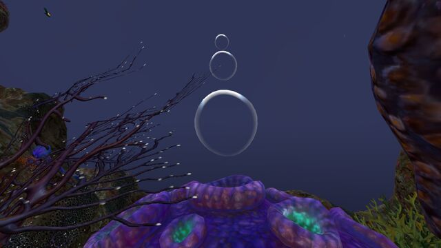 File:Purple Brain Coral (4).jpg
