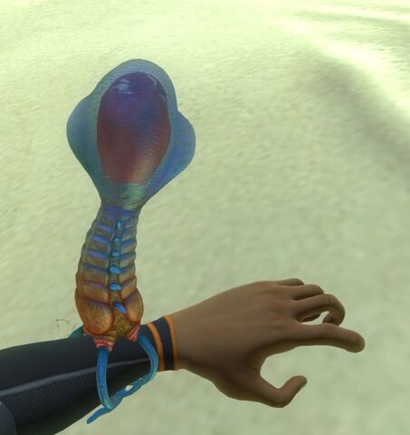 File:Bleeder on arm.jpg