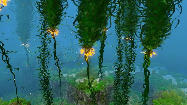 File:Kelp Forest (8).jpg