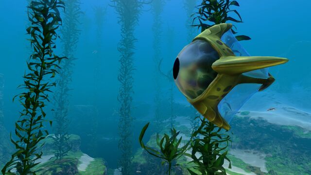 File:Kelp Forest (10).jpg