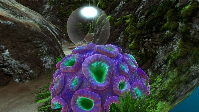 File:Purple Brain Coral (2).jpg