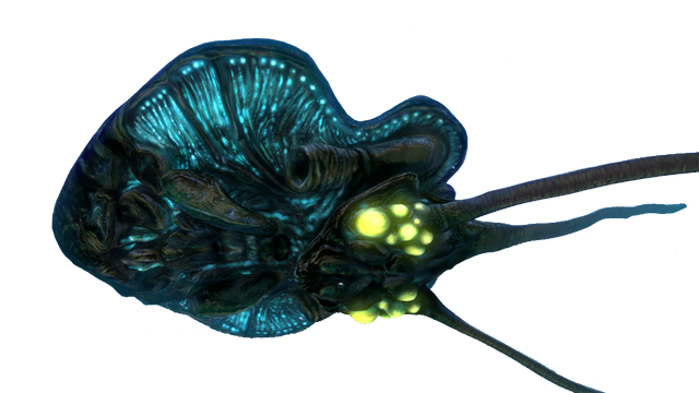 Файл:Reefback Fauna.png