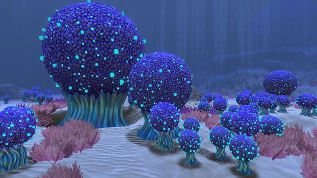 Файл:Biome-05-koosh-zone.jpg