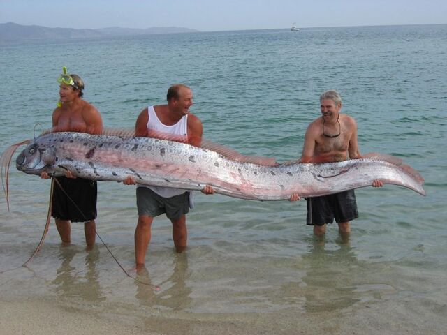 File:Oarfishirl.jpg