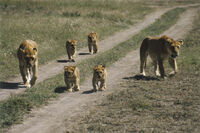 Lionzz