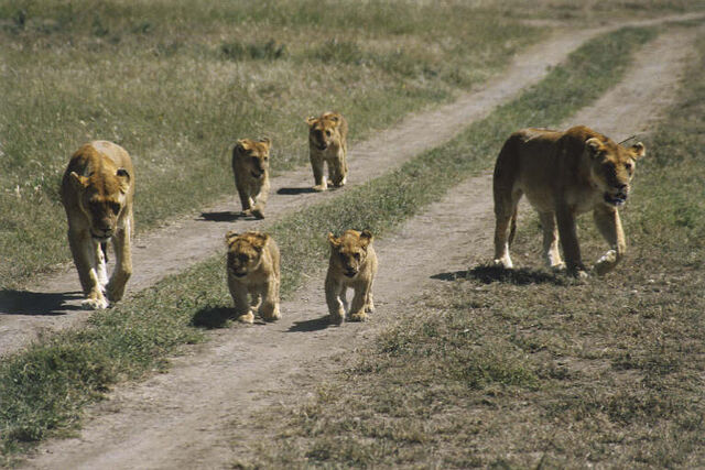 File:Lionzz.jpg