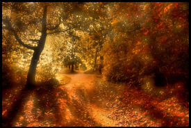 Sunleaf woods