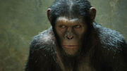 2598249-rise of the planet of the apes caesar andy serkis