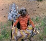 MMPR Turbanshell