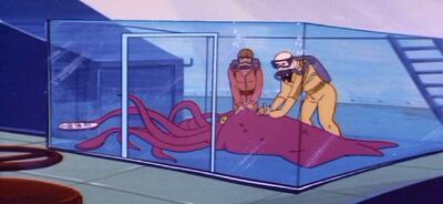 Squid