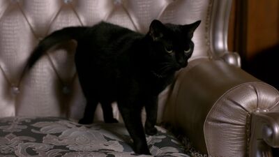 Supernatural.S08E15.Man's.Best.Friend.With.Benefits.1080p.WEB-DL.DD5.1.H.264-ECI.mkv snapshot 21.21 -2013.04.03 14.33.03-