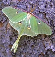 MothLuna