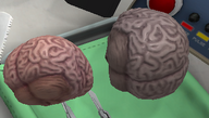 Brains