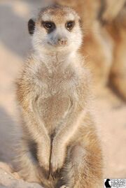 425px-Cruise Whiskers(VWF075).jpg