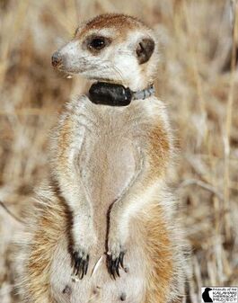 Kinkajou Whiskers(VWF059).jpg